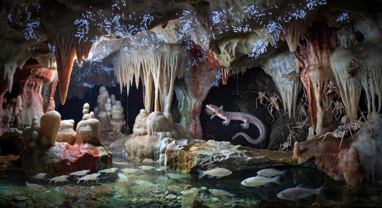 Subterranean Fauna